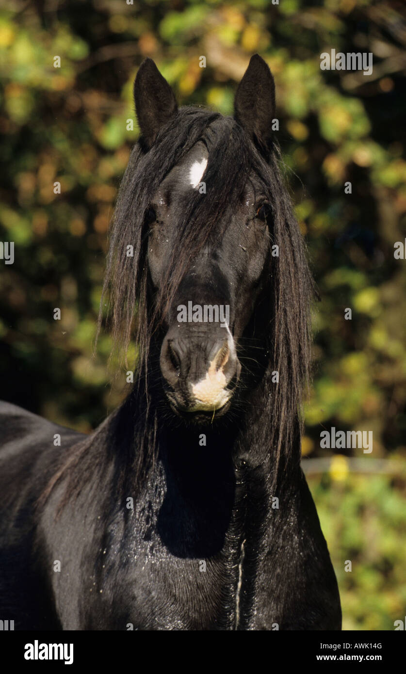 Gypsy Vanner Horse (Equus caballus), portrait of black stallion Stock Photo