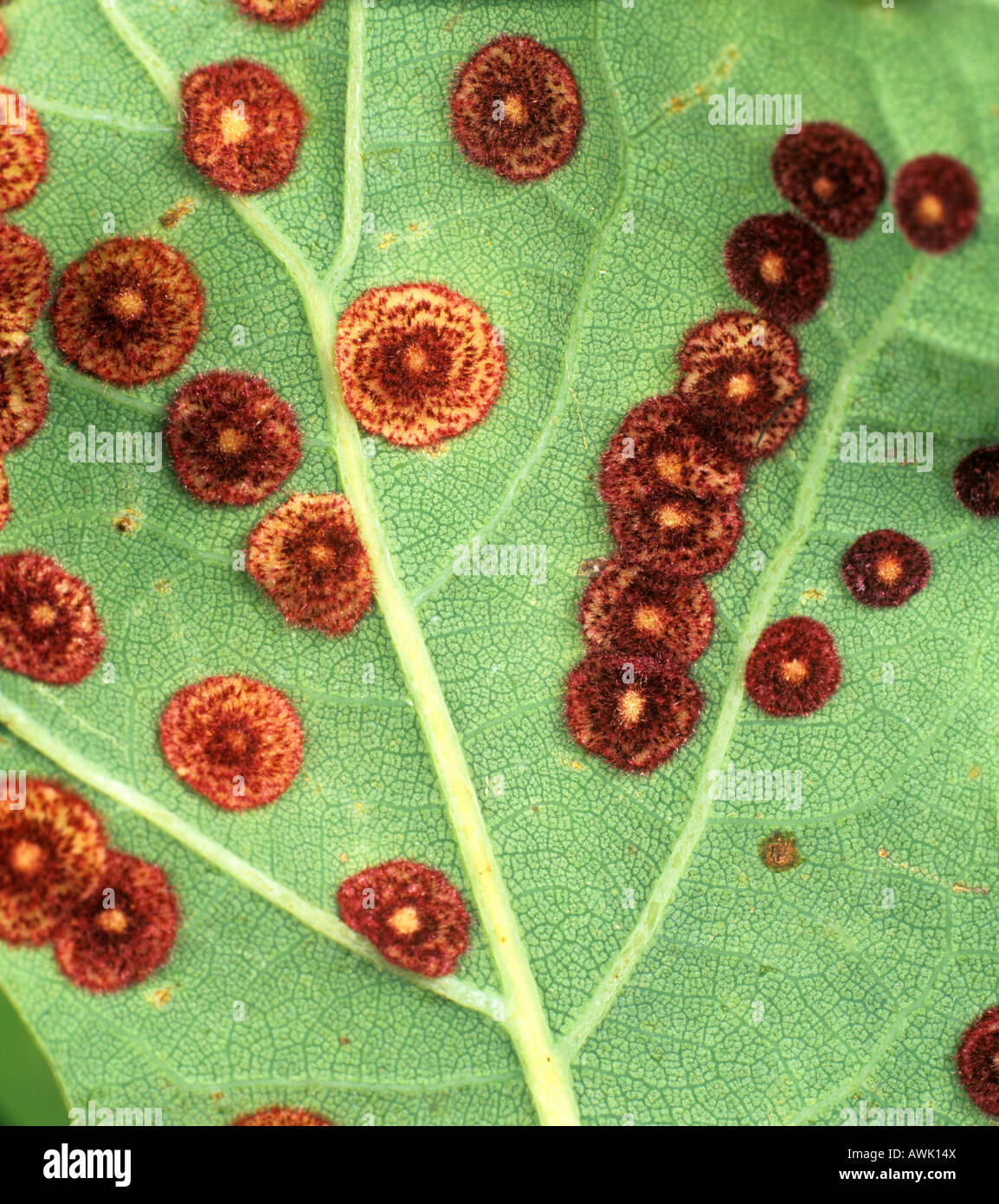 Oak leaf spangle gall cynipid Neuroterus quercusbaccarum galls on oak leaf underside Stock Photo