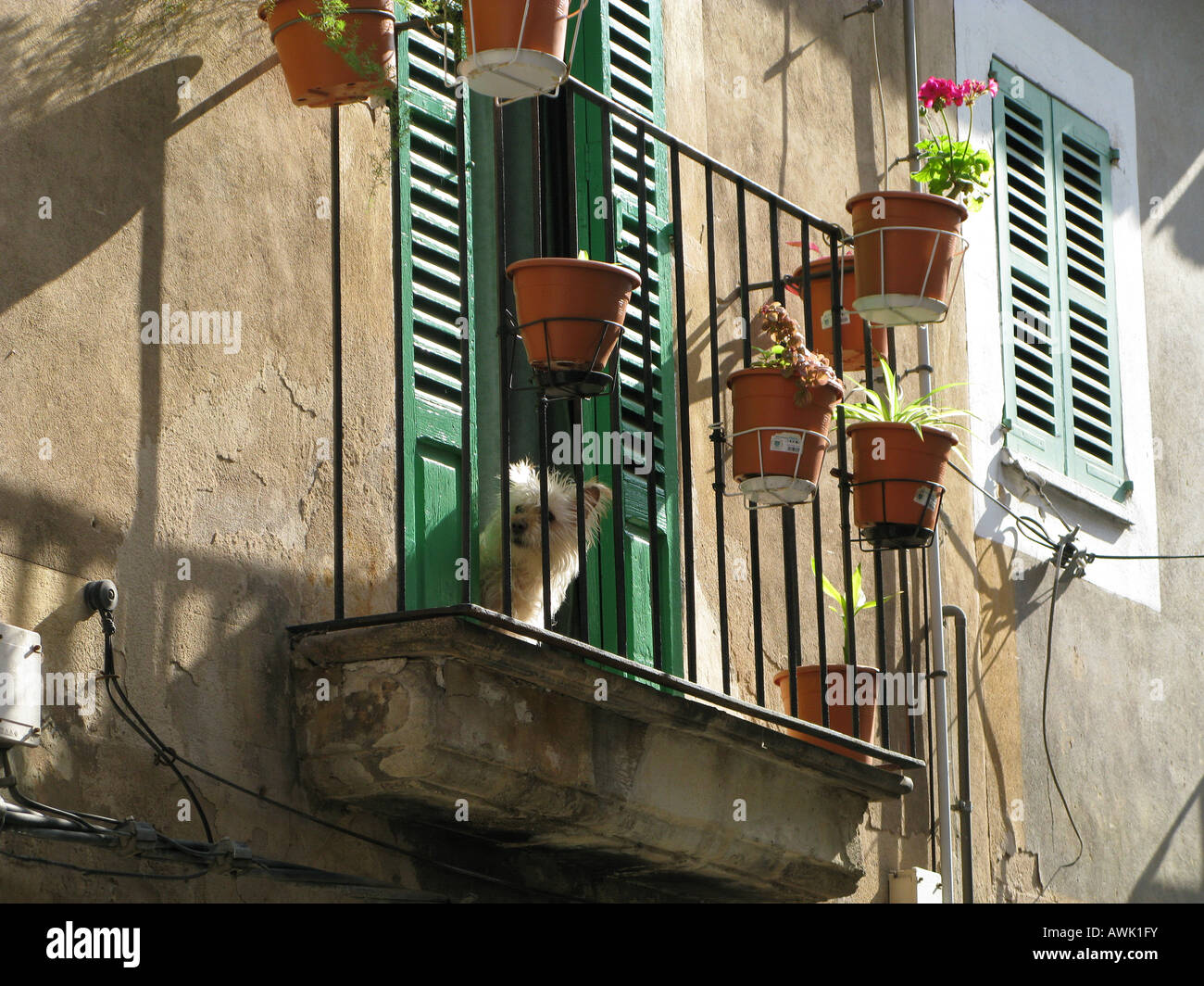 Small white pet dog keeps watch on balcony with flower pots, Palma, Mallorca, Spain. There are green shutters on the window Stock Photo