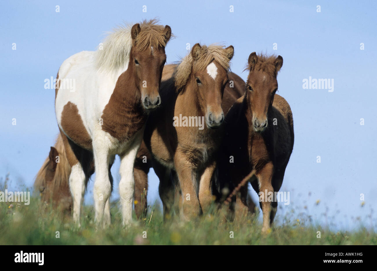 Icelandic Horse (Equus caballus), three foals standing together on a meadow Stock Photo