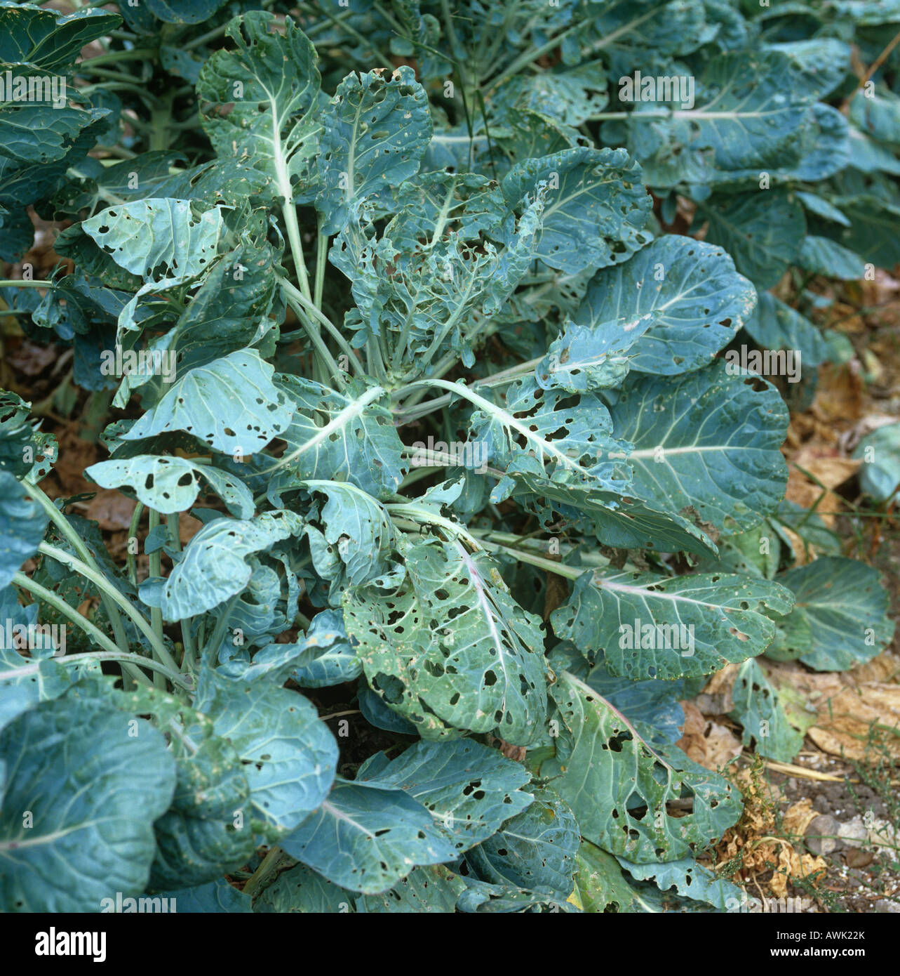 Cabbage white butterfly Pieris sp feeding damage to maturing brussel sprout plant Stock Photo
