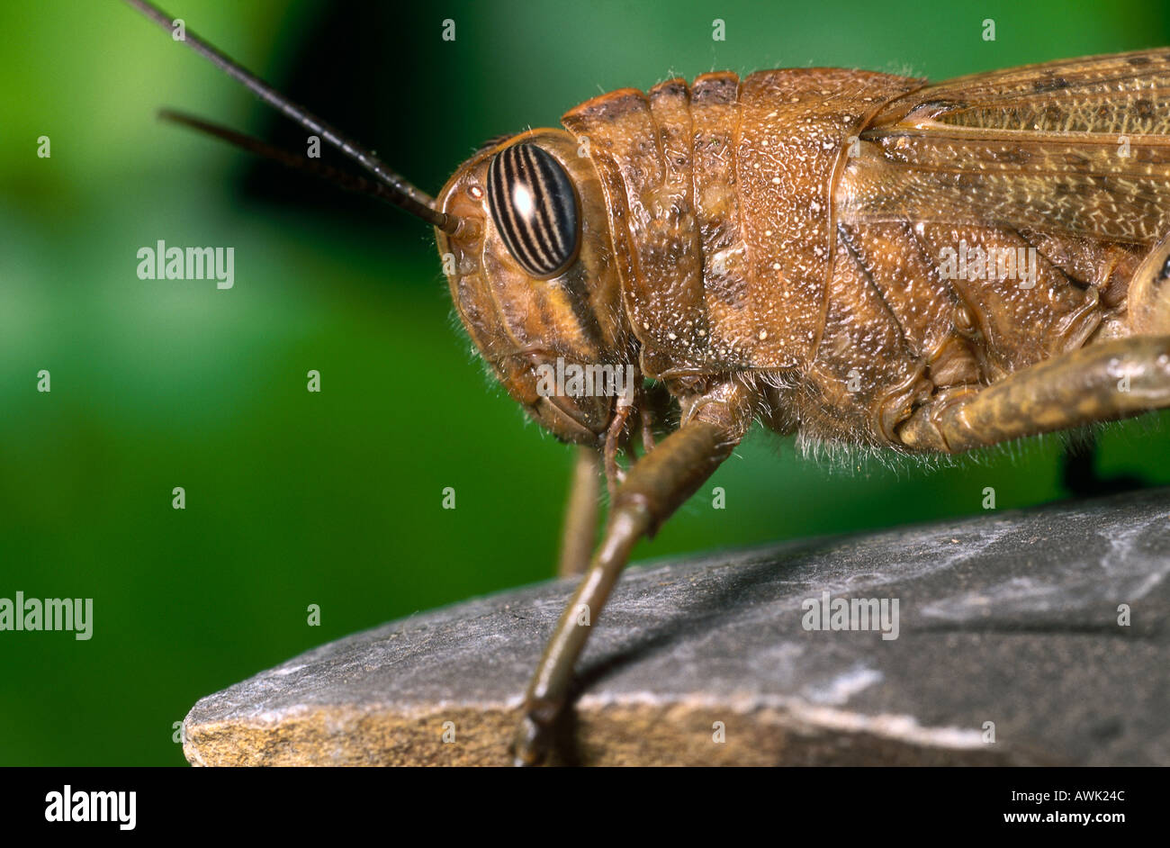 Close-up of Migratory locust (Locusta migratoria) on stone Stock Photo