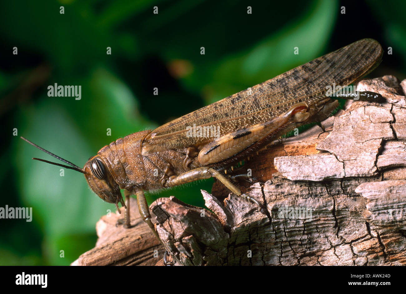 Close-up of Migratory locust (Locusta migratoria) on wood Stock Photo