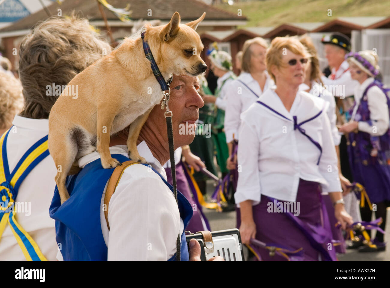Swanage Dorset UK Swanage Folk Festival Dog on shoulders of dancer in parade along sea front September Stock Photo