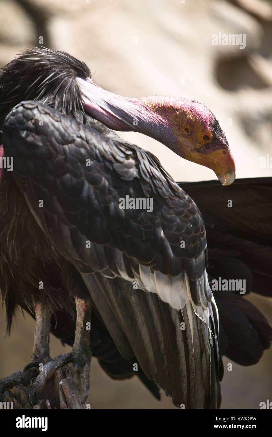 California, Condor San Diego, Wild Animal Park, Escondido, California