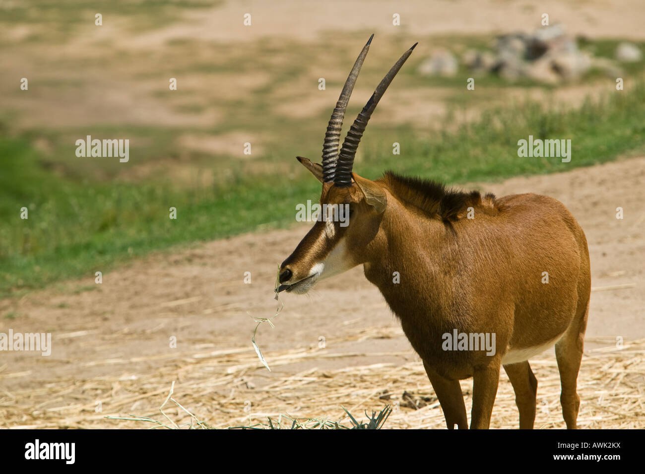 San Diego Wild Animal Park Escondido California USA Stock Photo Alamy San diego wild animal park escondido california usa stock photo alamy