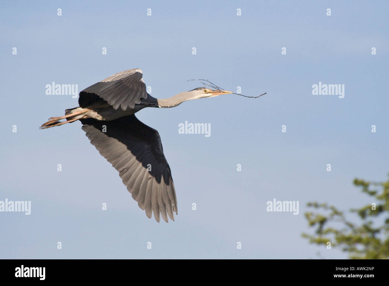 Grey Heron (Ardea Cinerea )flying against light blue sky and carrying a twig for nest building. Verulamium Park, St Albans, UK Stock Photo