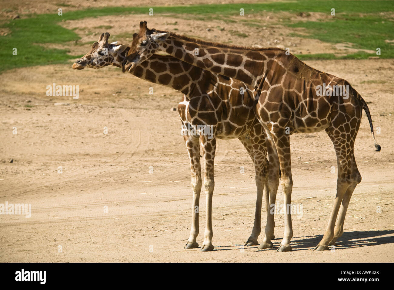 Giraffe San Diego, Wild Animal Park, Escondido, California, USA Stock