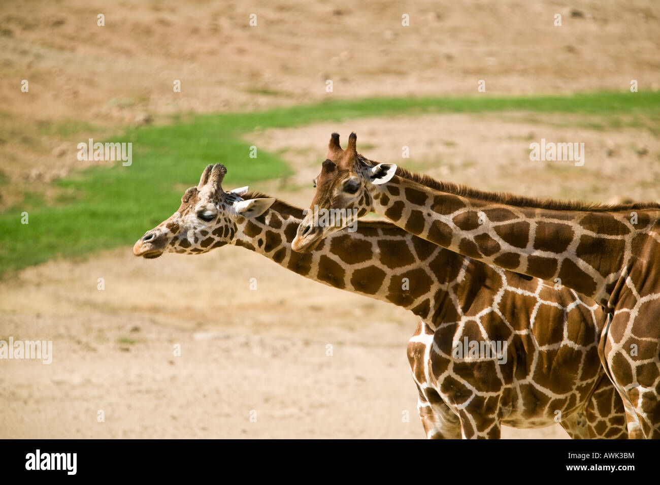 Giraffe San Diego, Wild Animal Park, Escondido, California, USA Stock