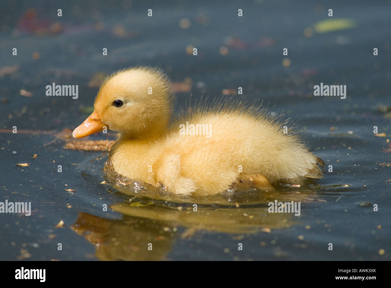 Yellow Duckling Swimming Stock Photos & Yellow Duckling Swimming Stock ...