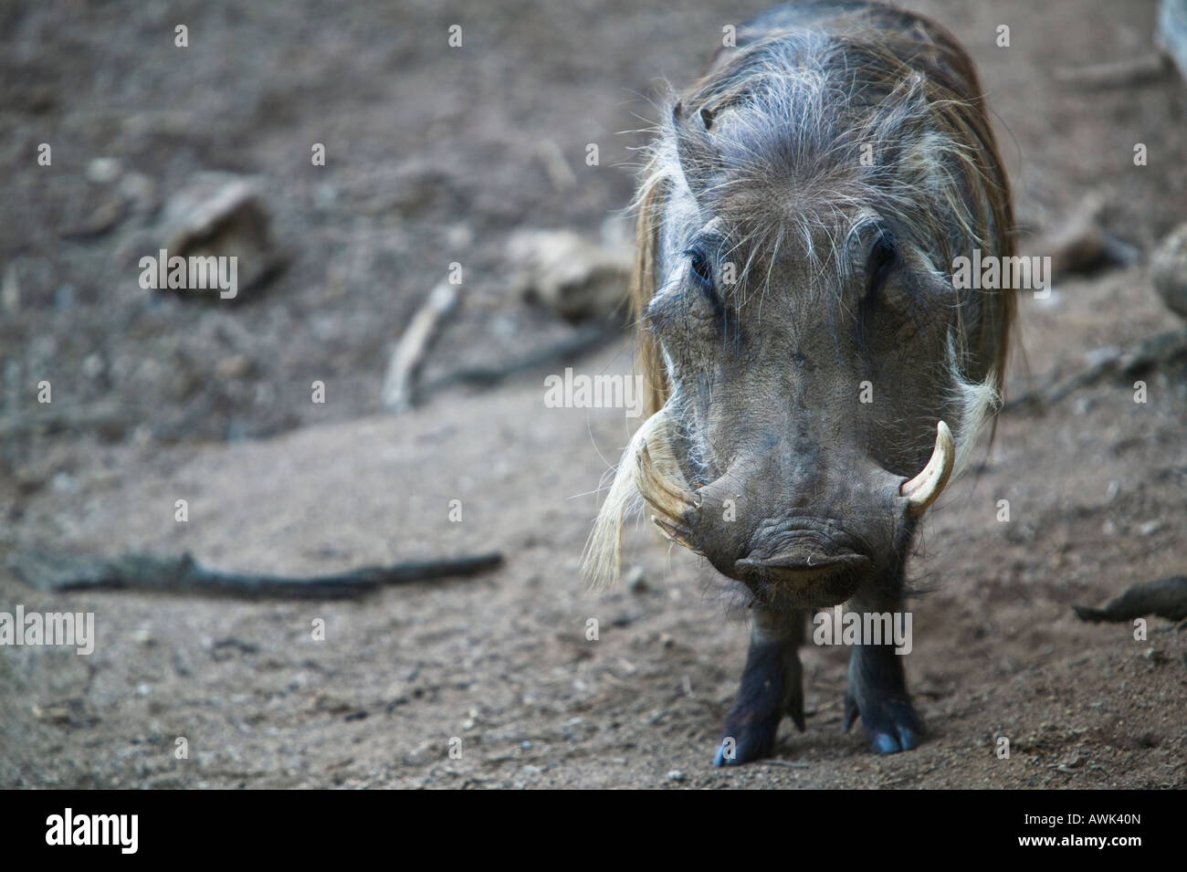 Southerm Warthog San Diego, Wild Animal Park, Escondido, California