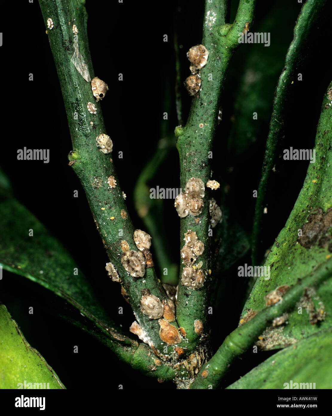 Chinese waxy scale insects Ceroplastes sinensis on orange wood some with parasite exit holes Stock Photo