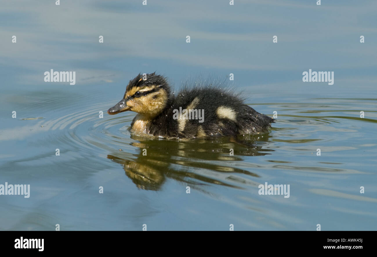 baby just hatched duckling swimming on pond water, Mallard,  Anas platyrhynchos, close-up profile, West Sussex, UK. April. Stock Photo