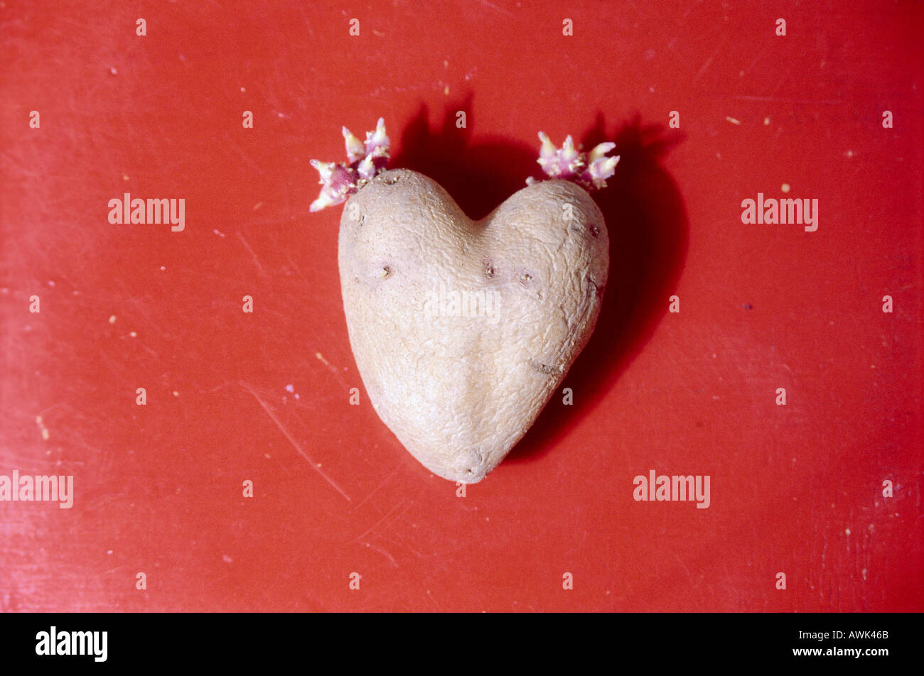 Close-up of heart shaped potato Stock Photo