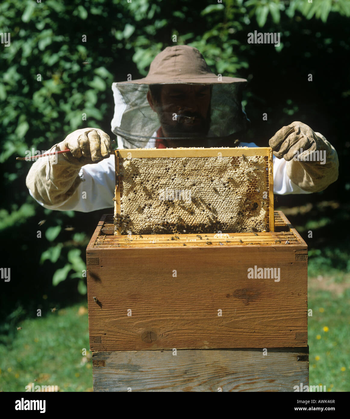 Beekeeping removing a honey comb from a National beehive Stock Photo