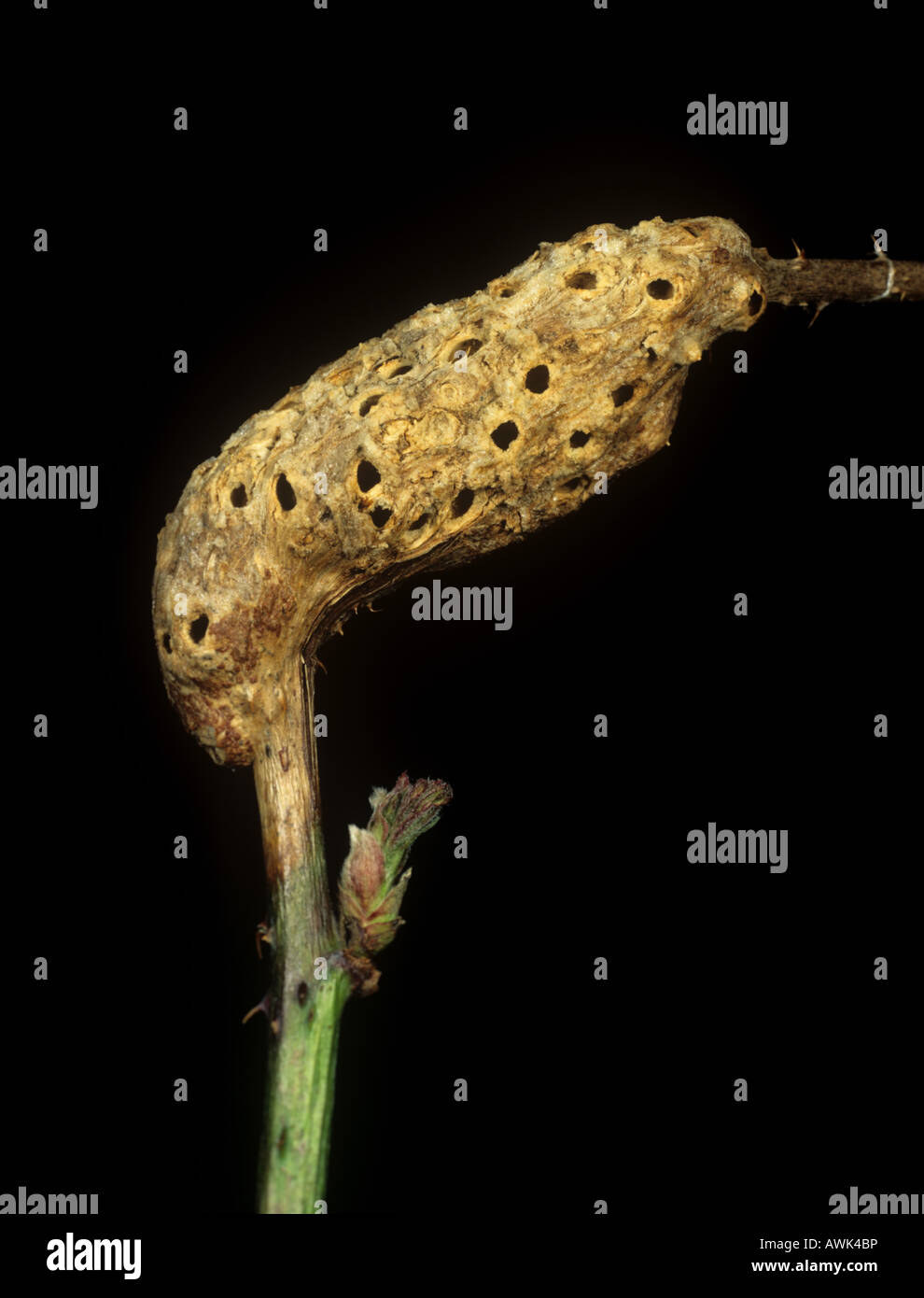 A gall wasp Diastrophus rubi swollen stem gall on a blackberry Stock Photo