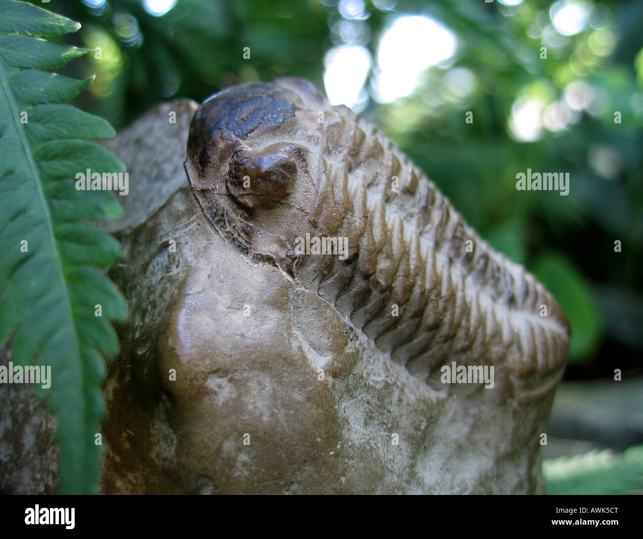 An extremely well preserved trilobite fossil among ferns with remnants of its shell still visible below its eye. Stock Photo