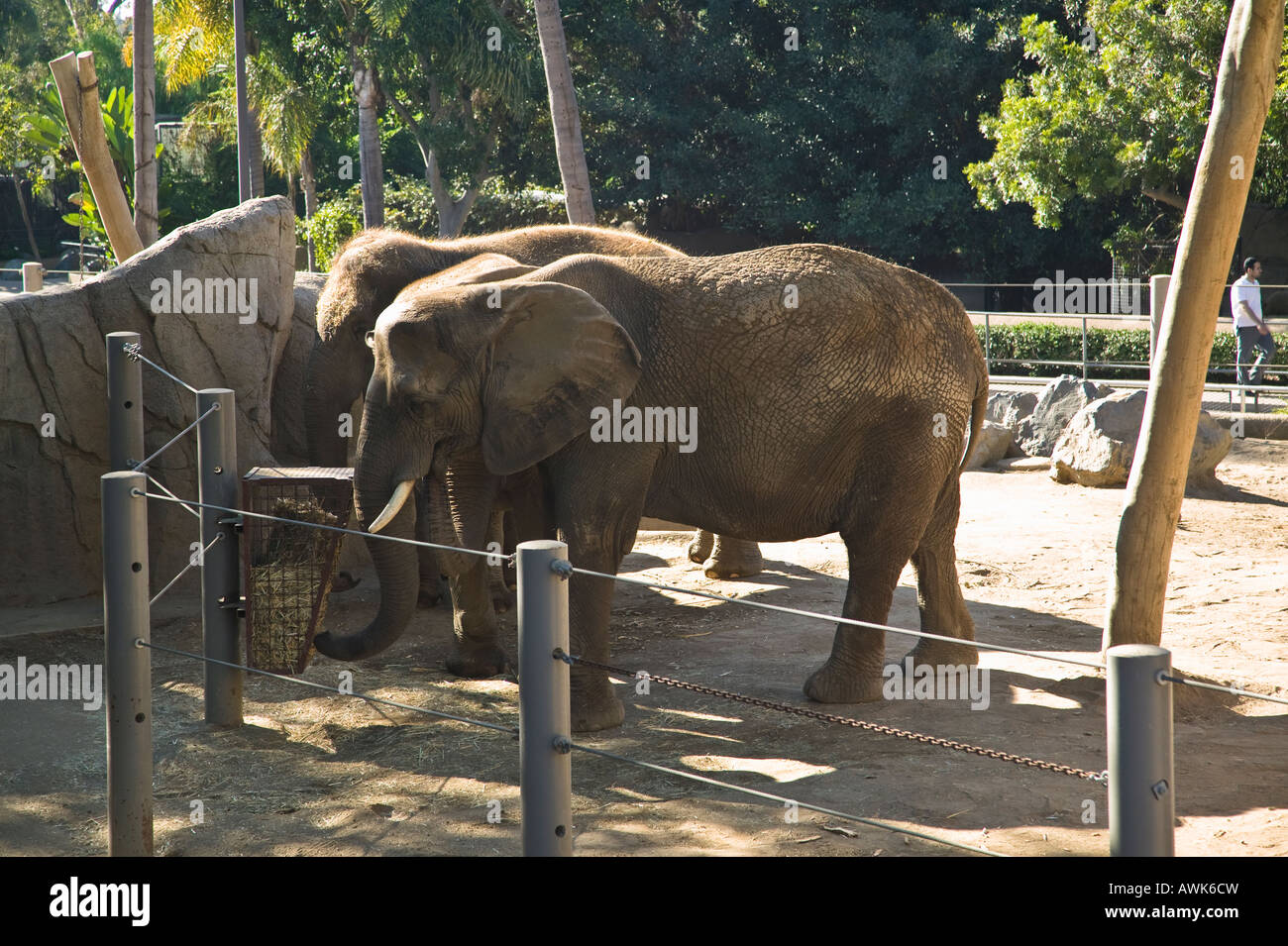 African Elephant San Diego, Zoo California, USA Stock Photo Alamy