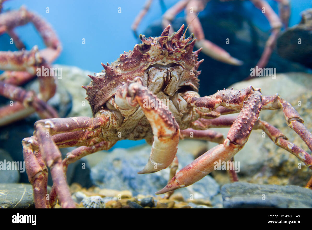Spider Crab in a UK aquarium Stock Photo - Alamy