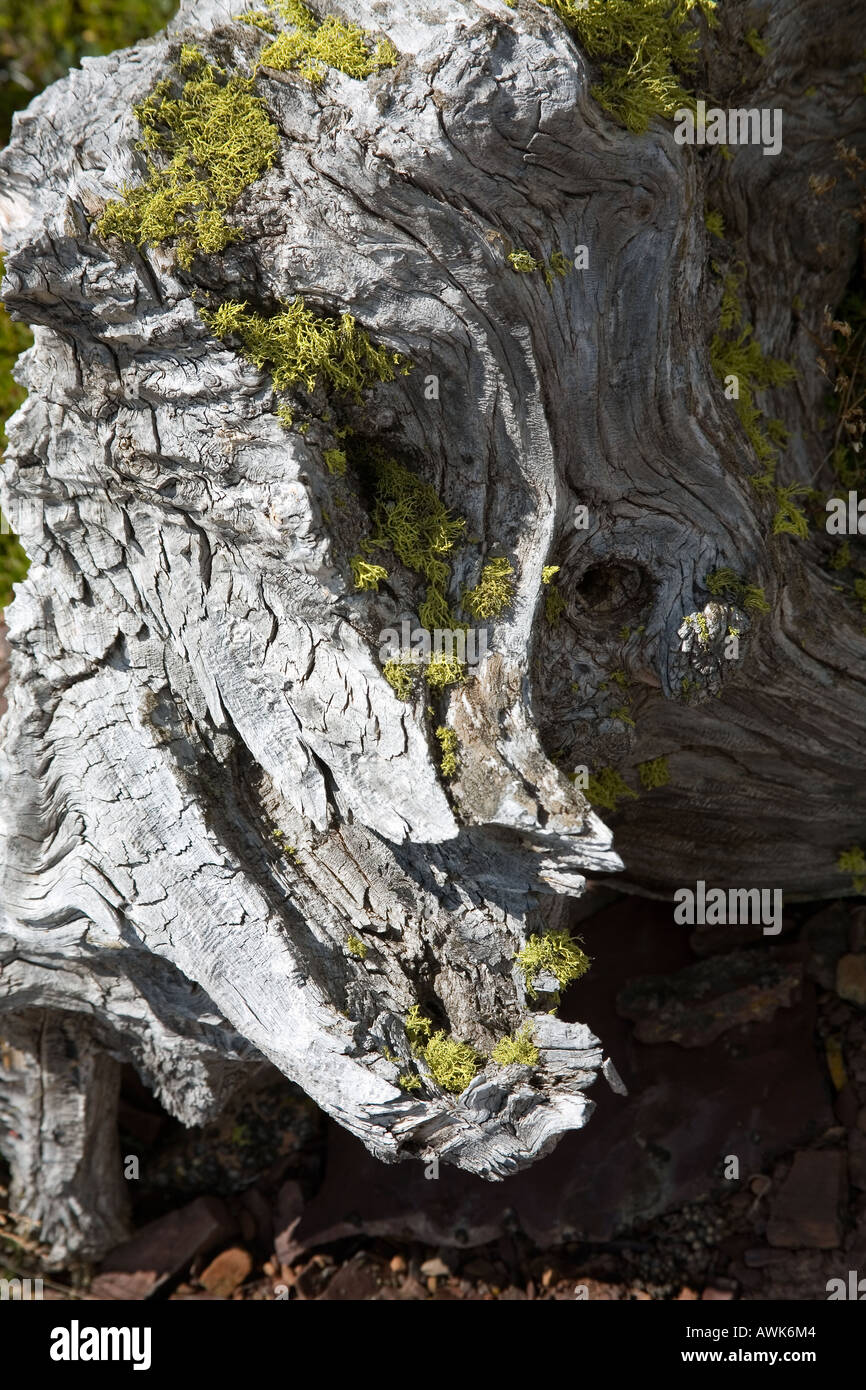 Skeletal dead trees look like weird creatures on Table Mountain Alberta Canada Stock Photo