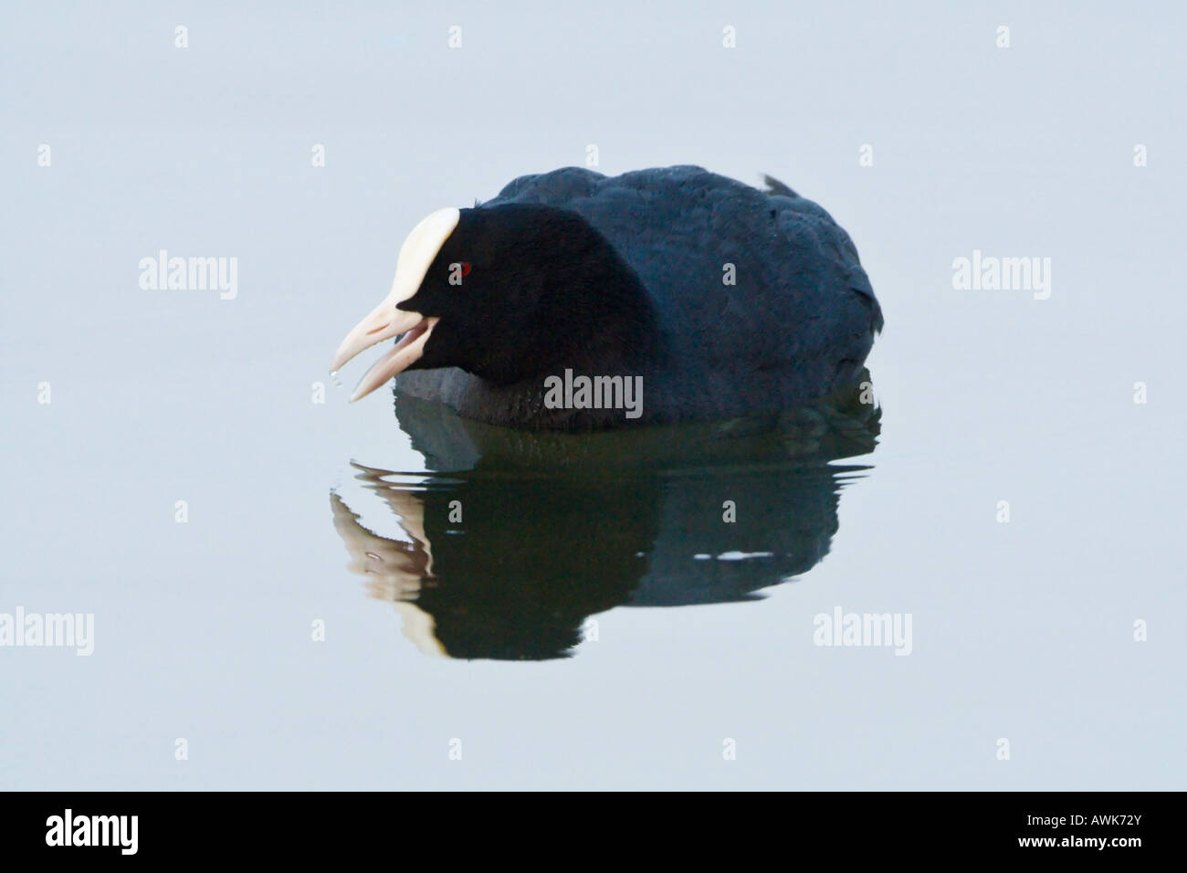 Coot (Fulica Atra) calling on white water with reflection. Verulamium Park, St Albans, UK Stock Photo