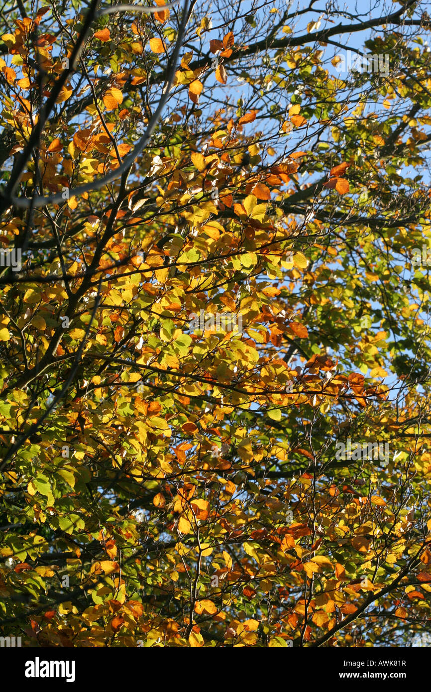 Golden autumn leaves against a blue sky Stock Photo - Alamy