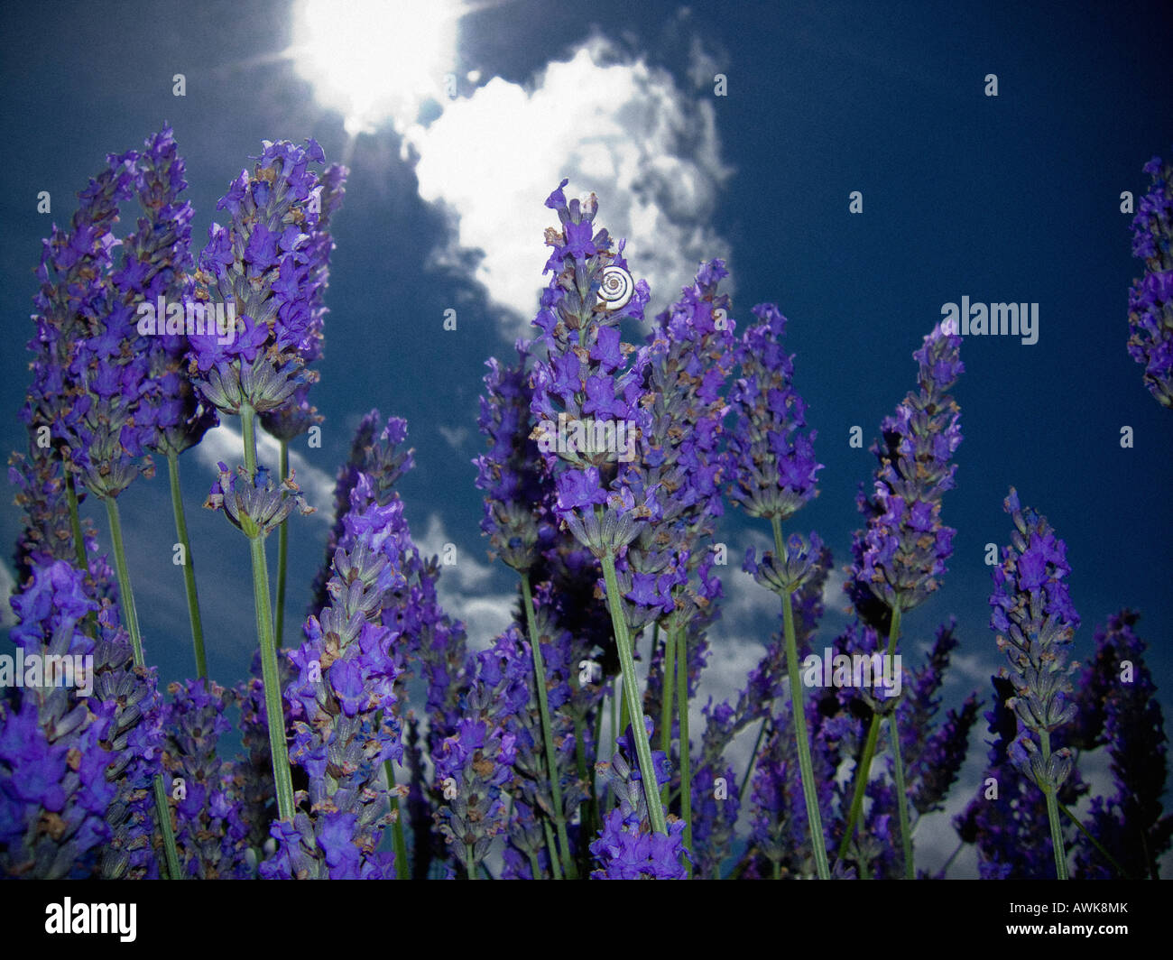 Closeup of lavender flowers growing in a UK garden seen against a blue sky on a sunny day. Stock Photo