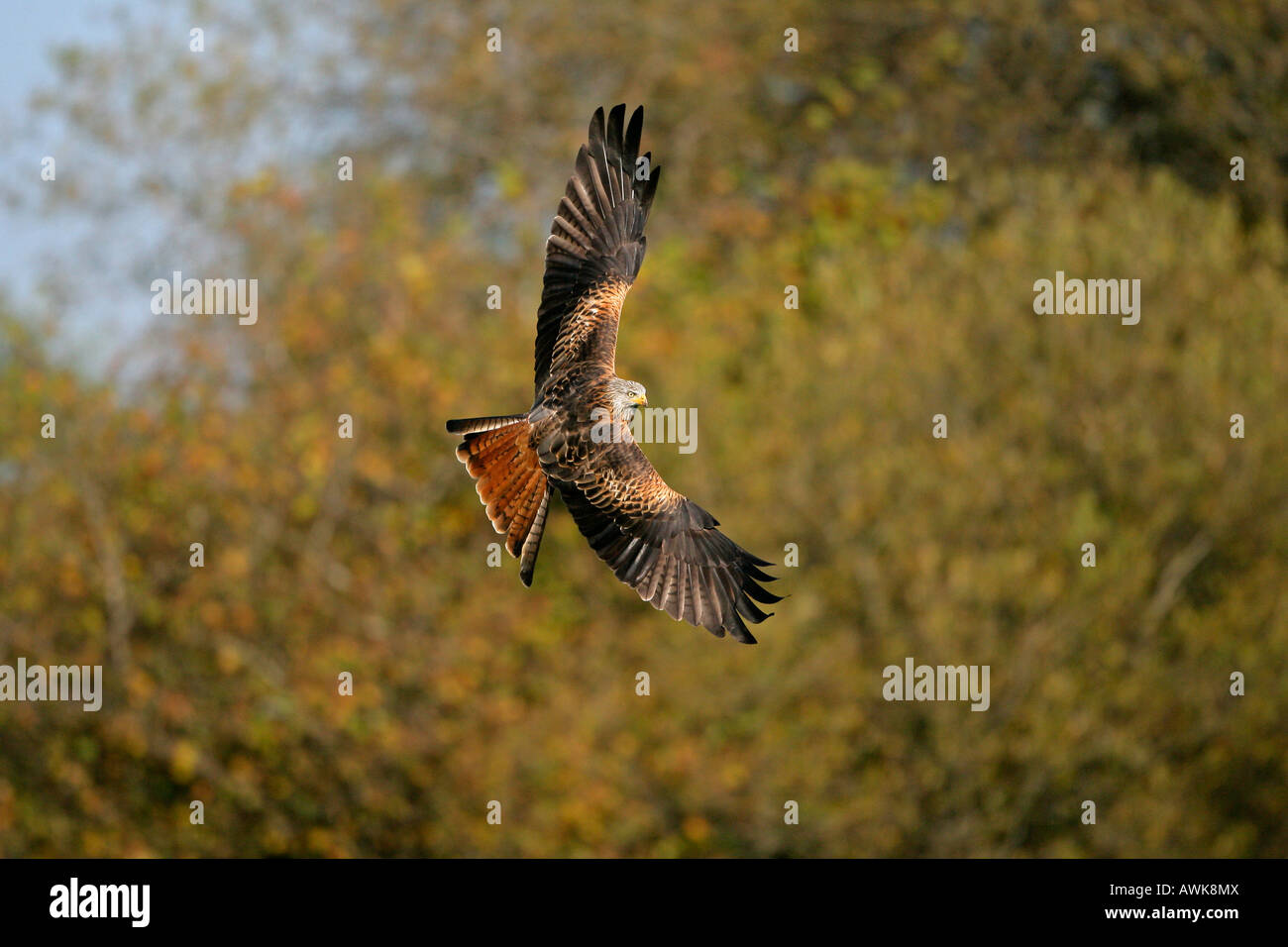 RED KITE Milvus milvus turning in flight showing back plumage Wales October RedKite0091 Stock Photo