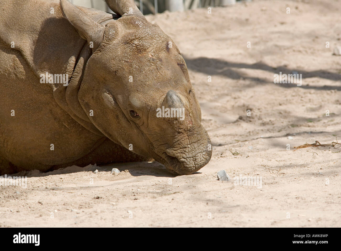 head of a rhino Stock Photo