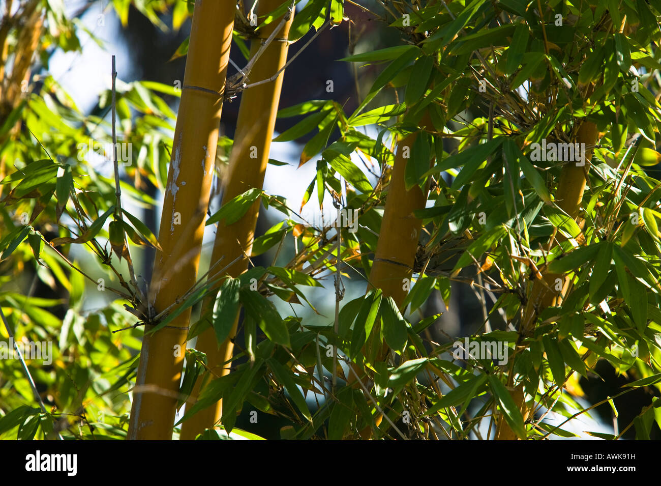 Bamboo San Diego, Zoo California, USA Stock Photo Alamy
