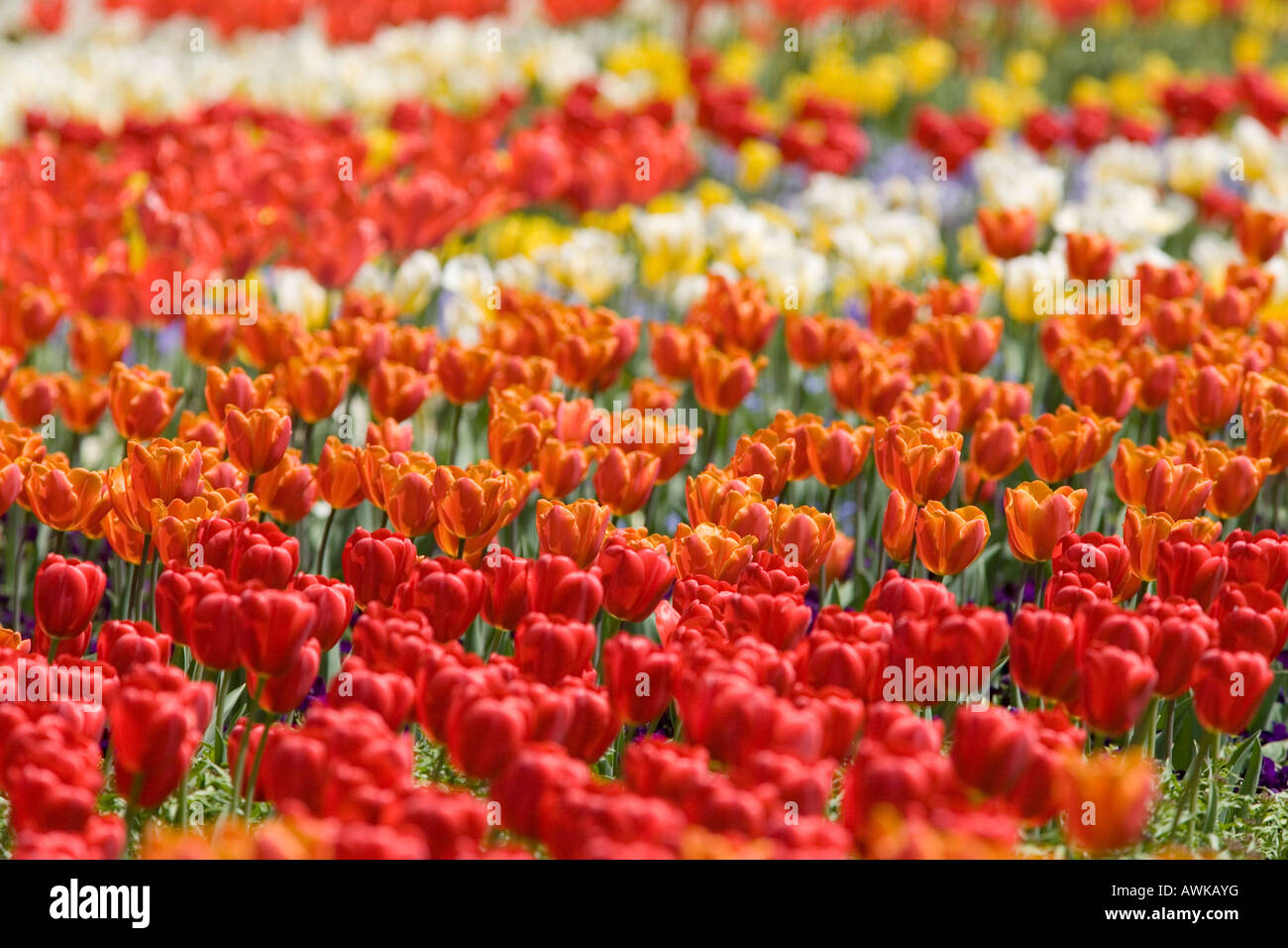 field of tulips Stock Photo - Alamy