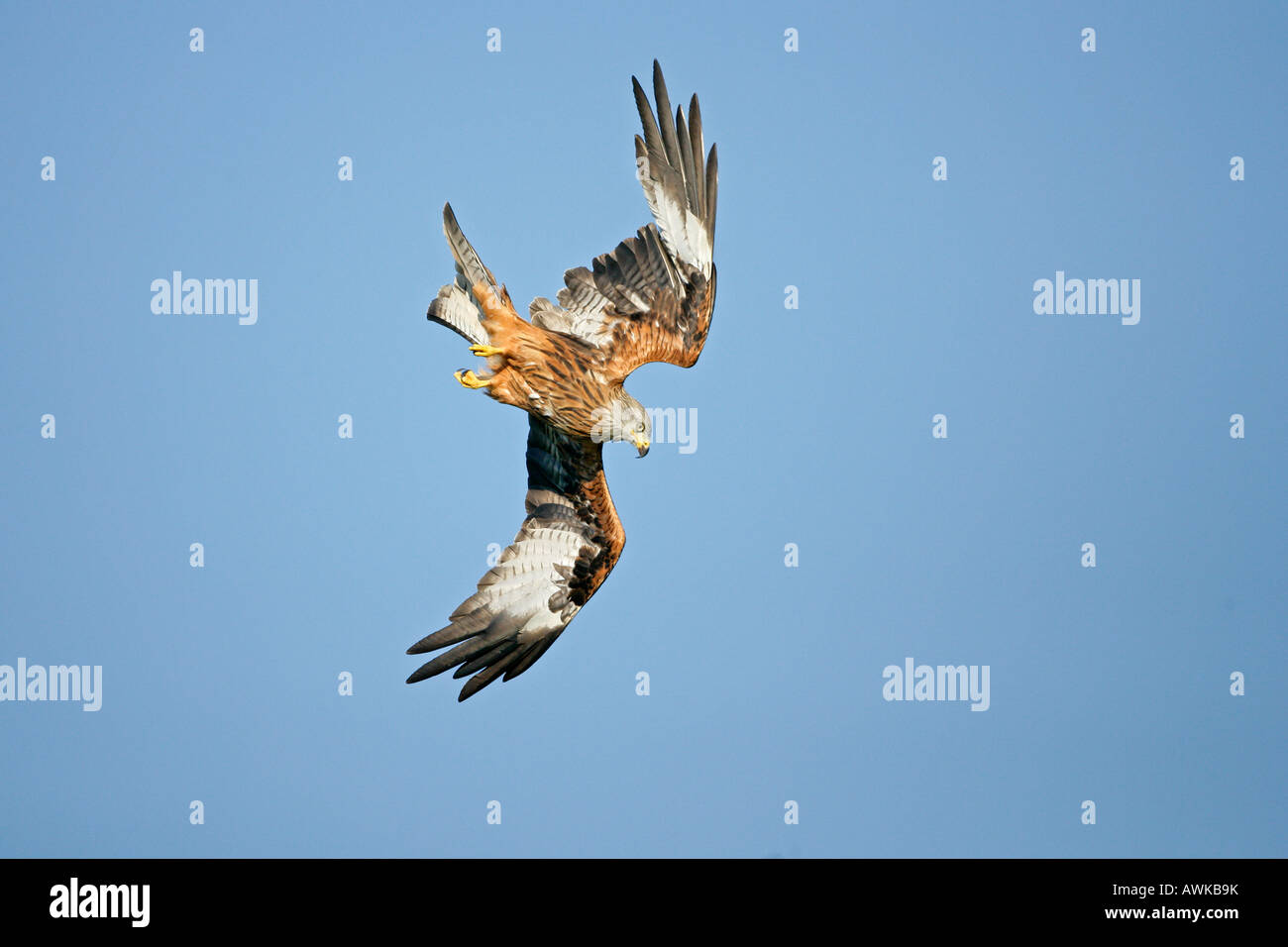 RED KITE Milvus milvus diving to pick up food from the ground Wales October RedKite0774 Stock Photo
