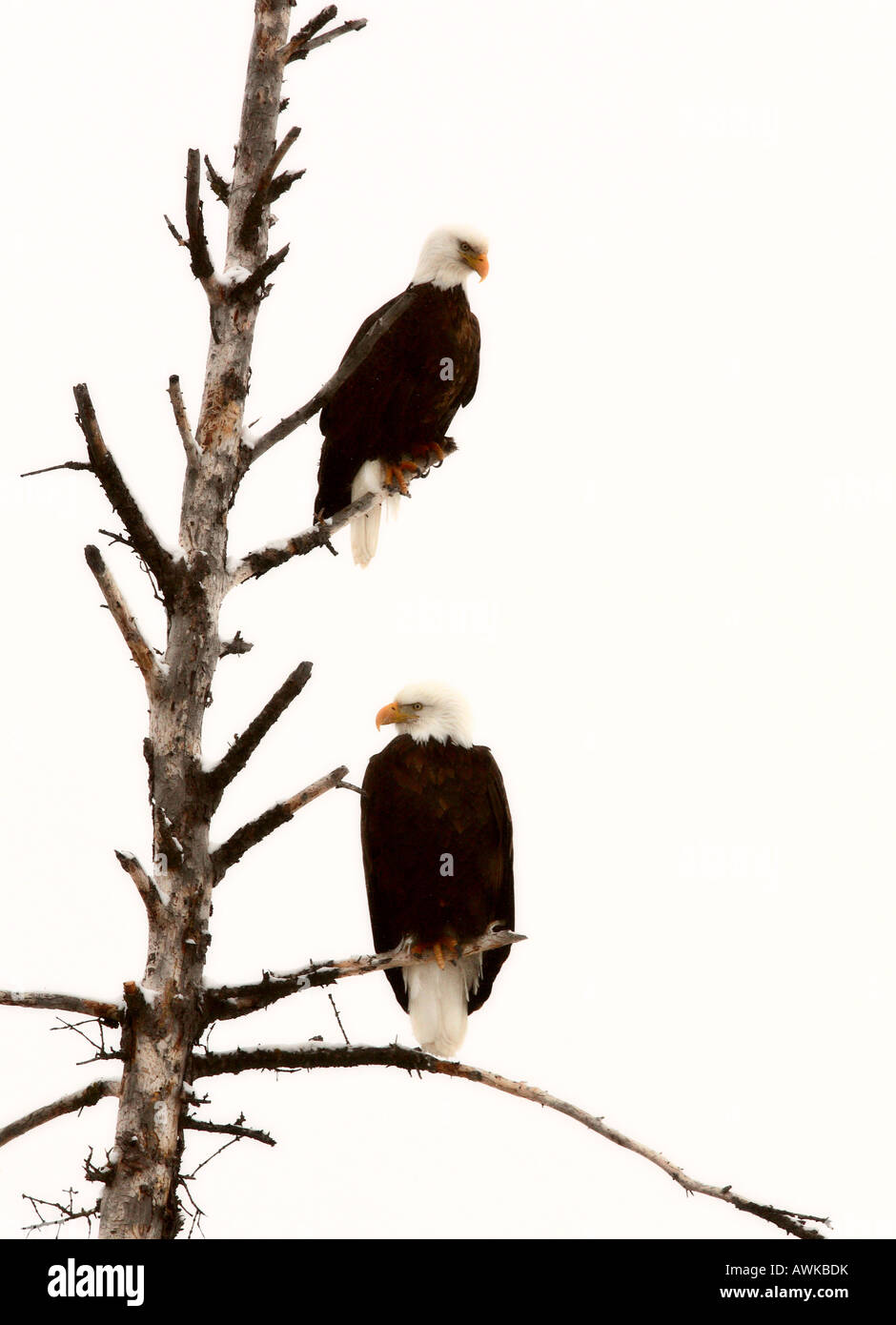 Two Bald Eagles perched in tree Stock Photo