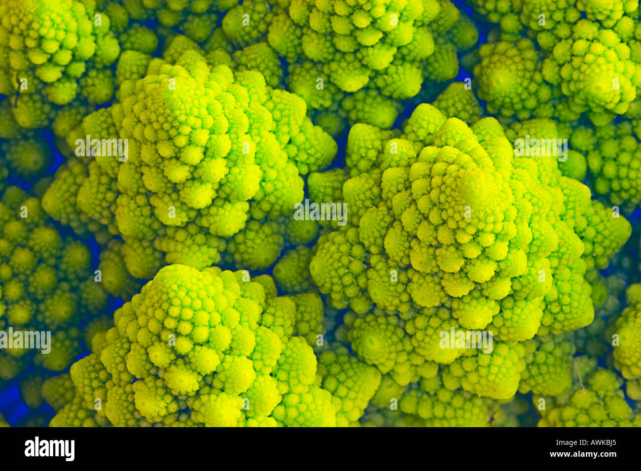 Romanesco broccoli cauliflower illustrating fractal shapes in nature Stock Photo