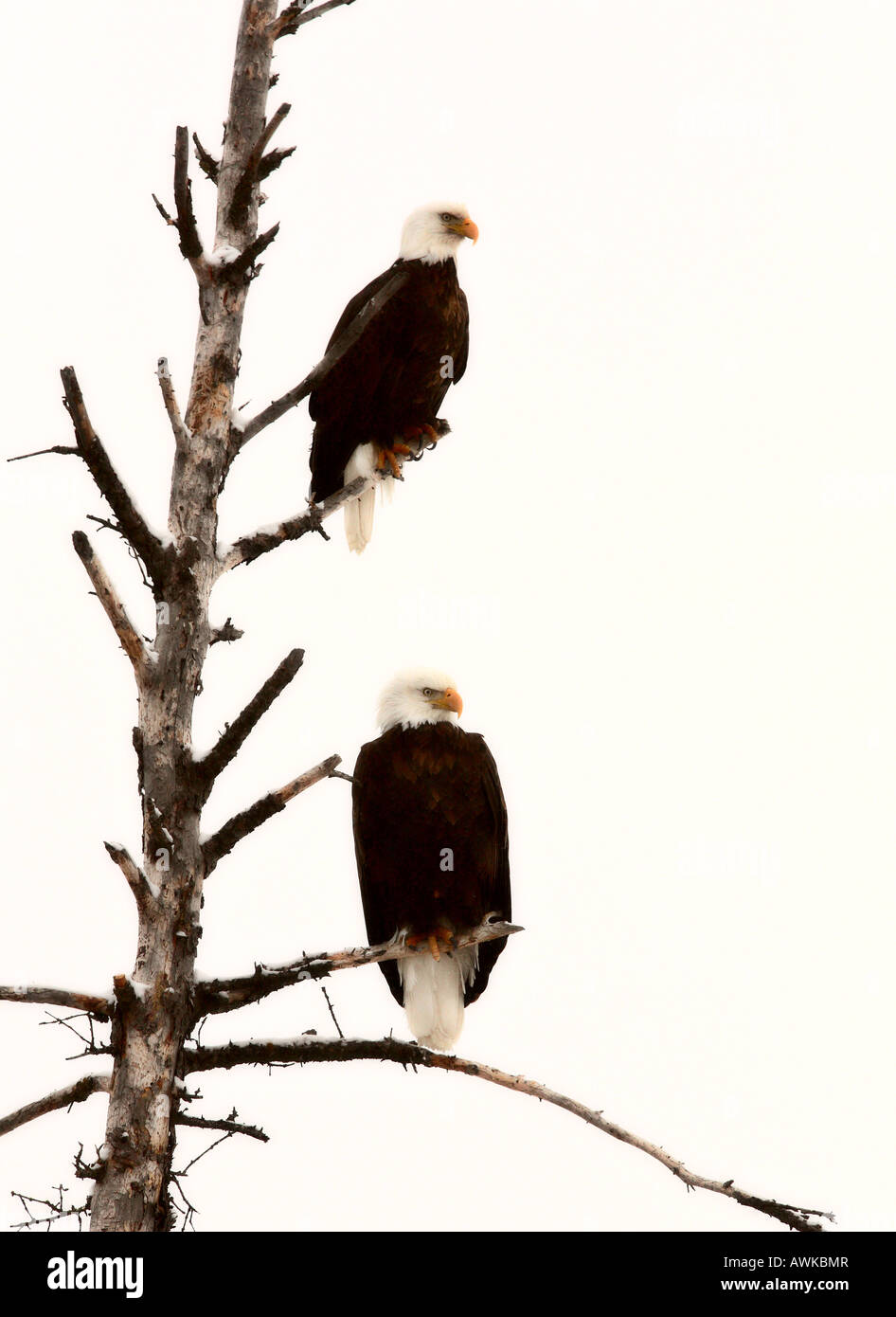 Eagles in natural habitat hi-res stock photography and images - Alamy