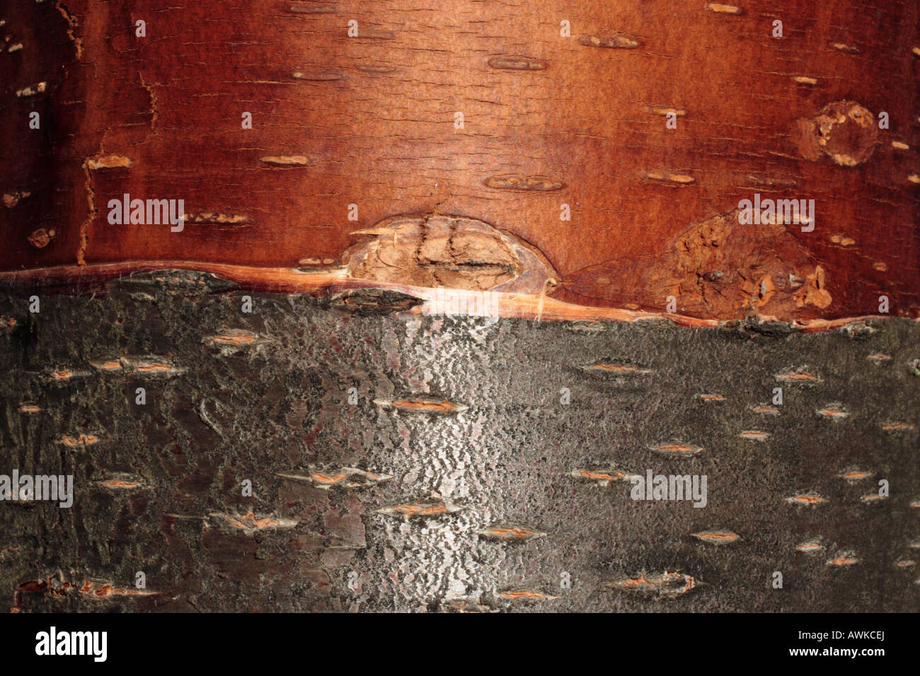 Stripped bark on the trunk of a cherry tree. Stock Photo