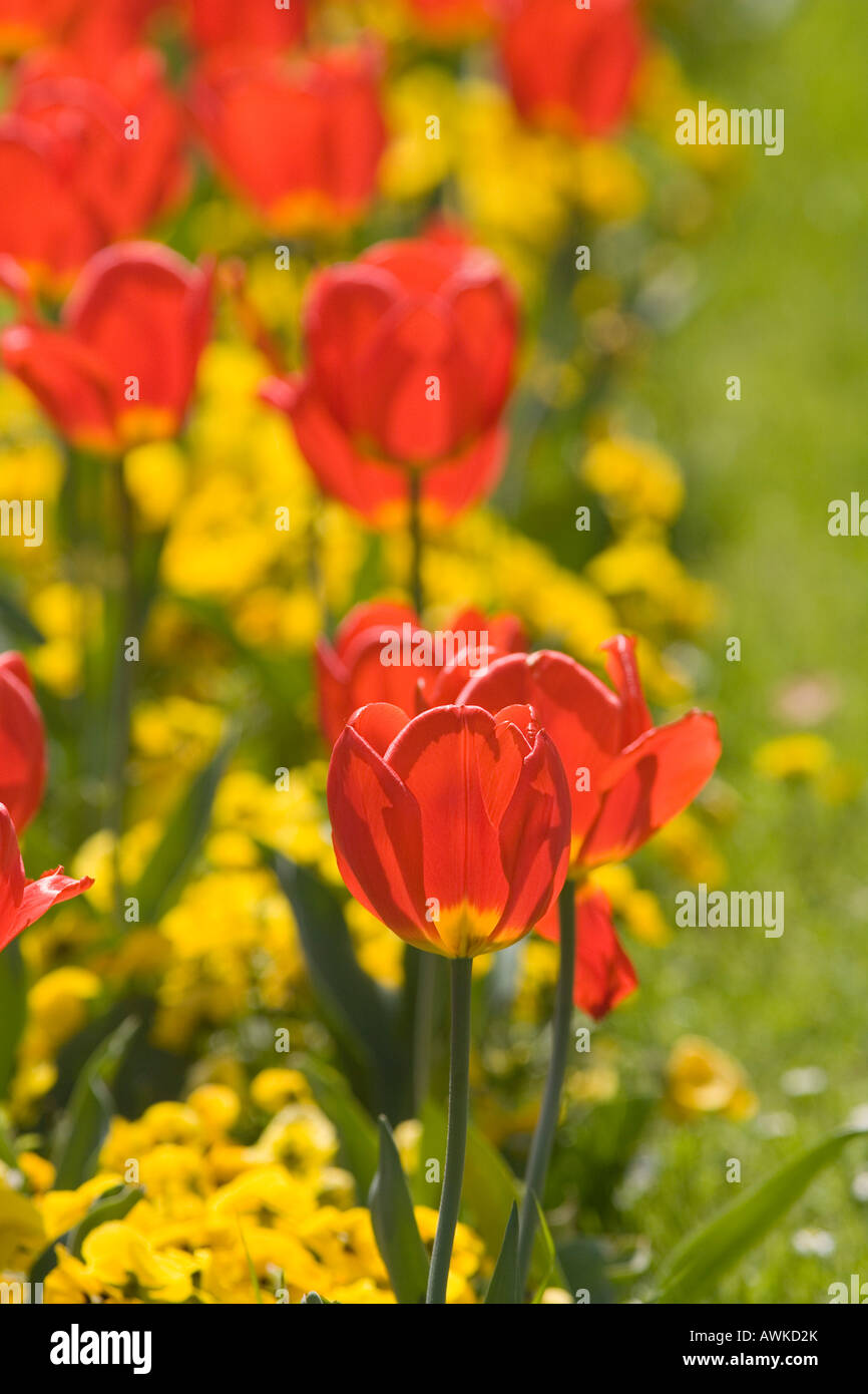 tulips in the park Stock Photo - Alamy