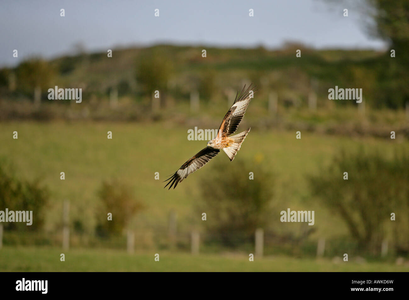 RED KITE Milvus milvus in flight Wales October RedKite9797 Stock Photo