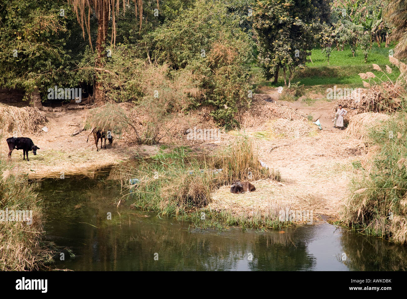 people and animals on banks of Nile river, seen from Nile cruise boat Stock Photo - Alamy people and animals on banks of Nile river, seen from Nile cruise boat Stock Photo - Alamy