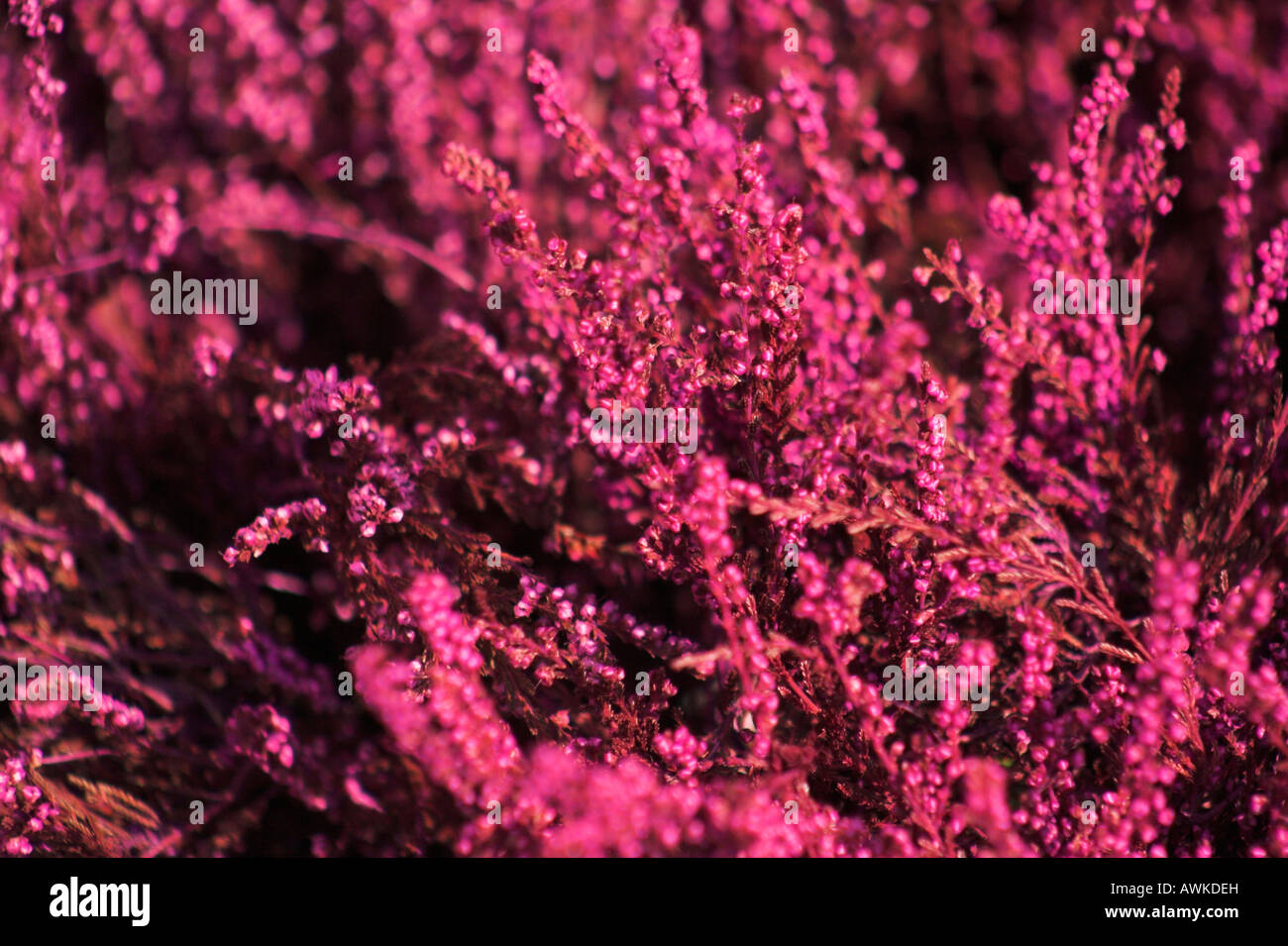 Dry heather colored in pink Stock Photo