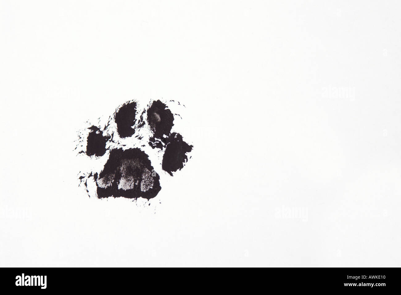 Wild Cat Paw Print Silhouette Stencil