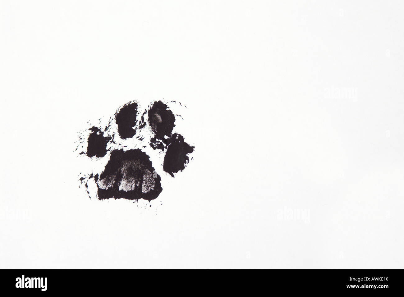 cat paw print Stock Photo