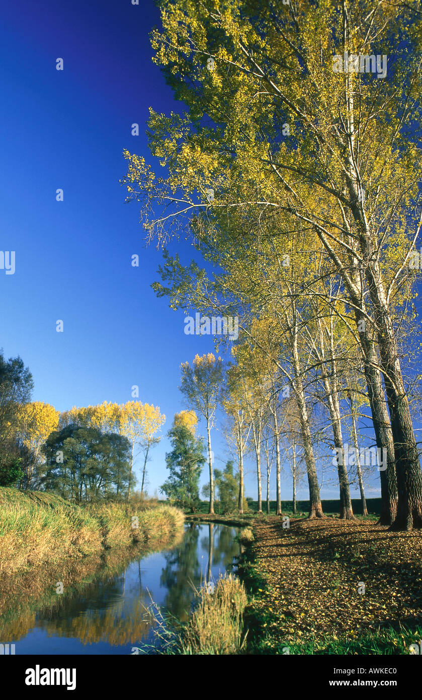 Trees along canal Stock Photo - Alamy