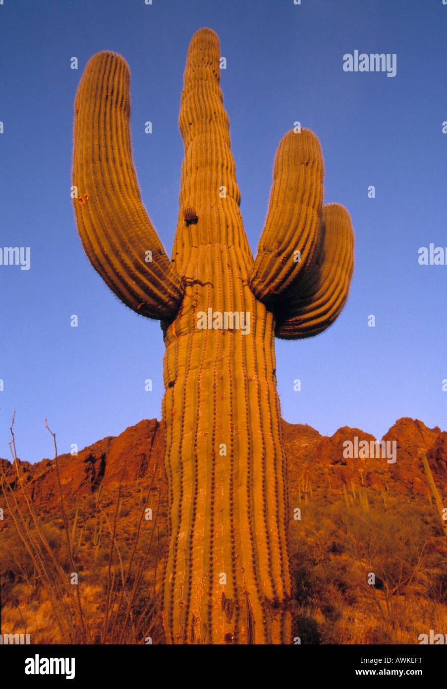 Giant Cactus grow in Saguaro National Park near Tuscon, Arizona, USA