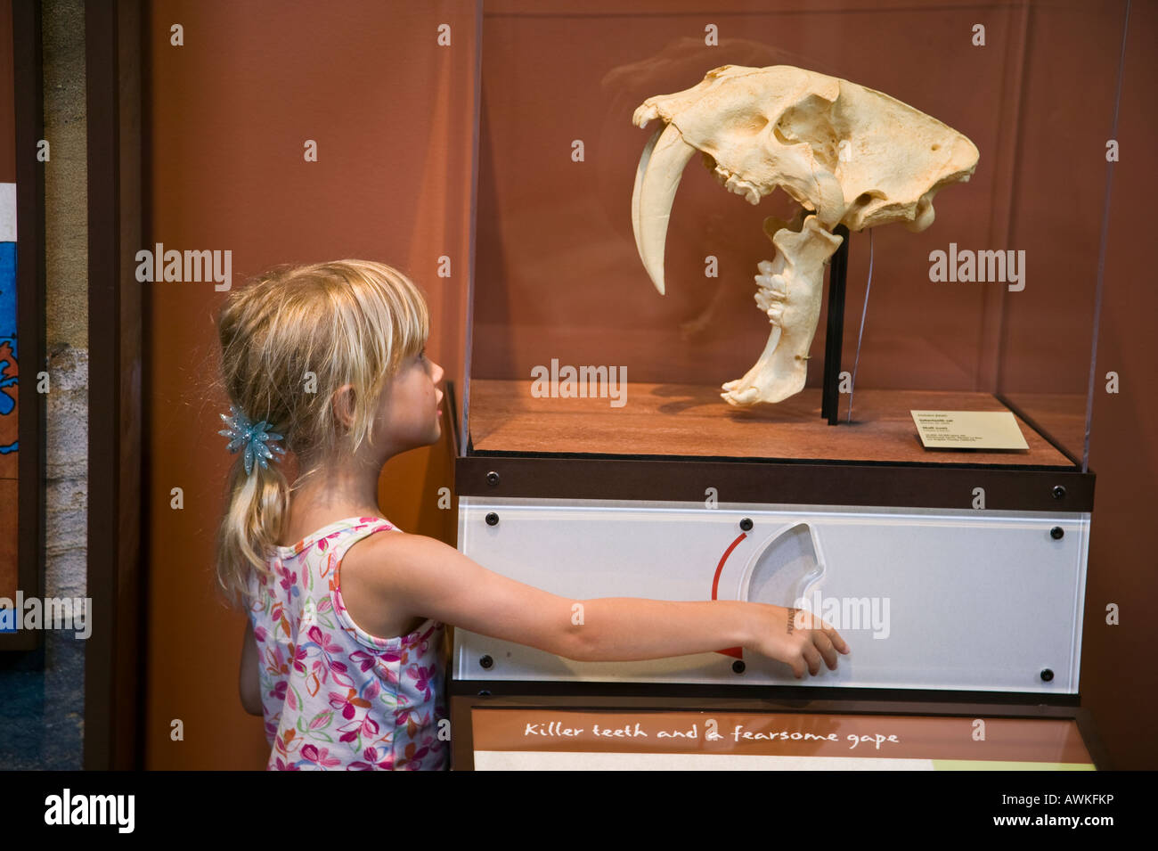 Girl and exhibit Natural History Museum Balboa Park, San Diego, California, USA Stock Photo