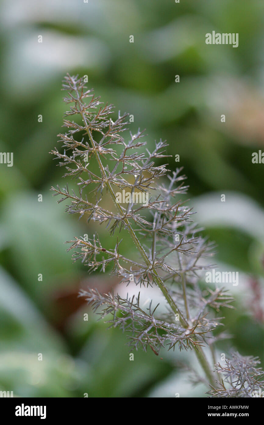 Fennel plant illuminated by morning sun Stock Photo Alamy