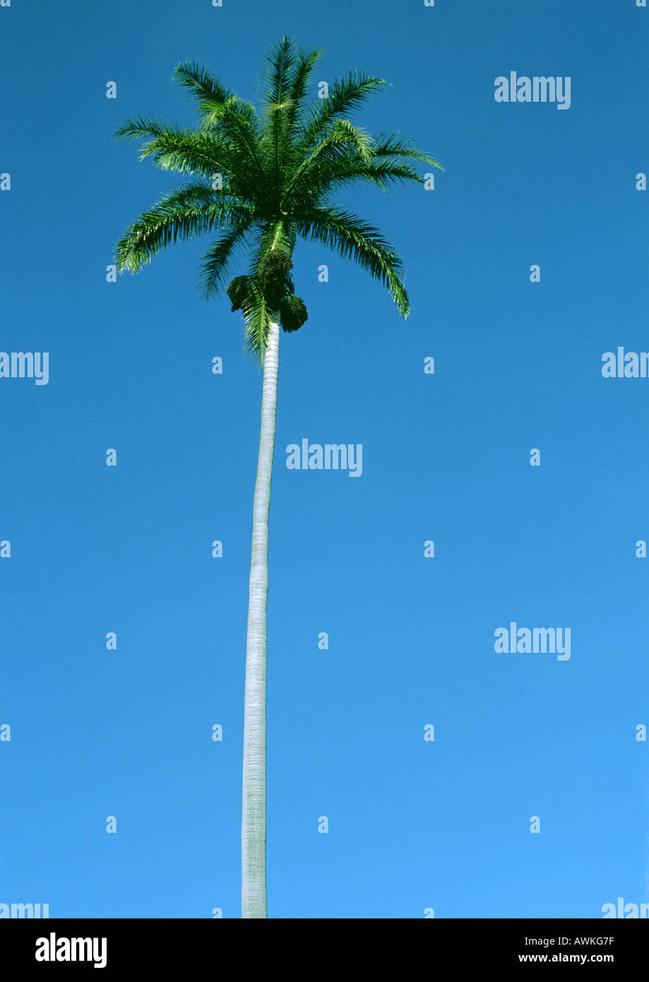Palm tree in front of blue sky, low angle view Stock Photo - Alamy