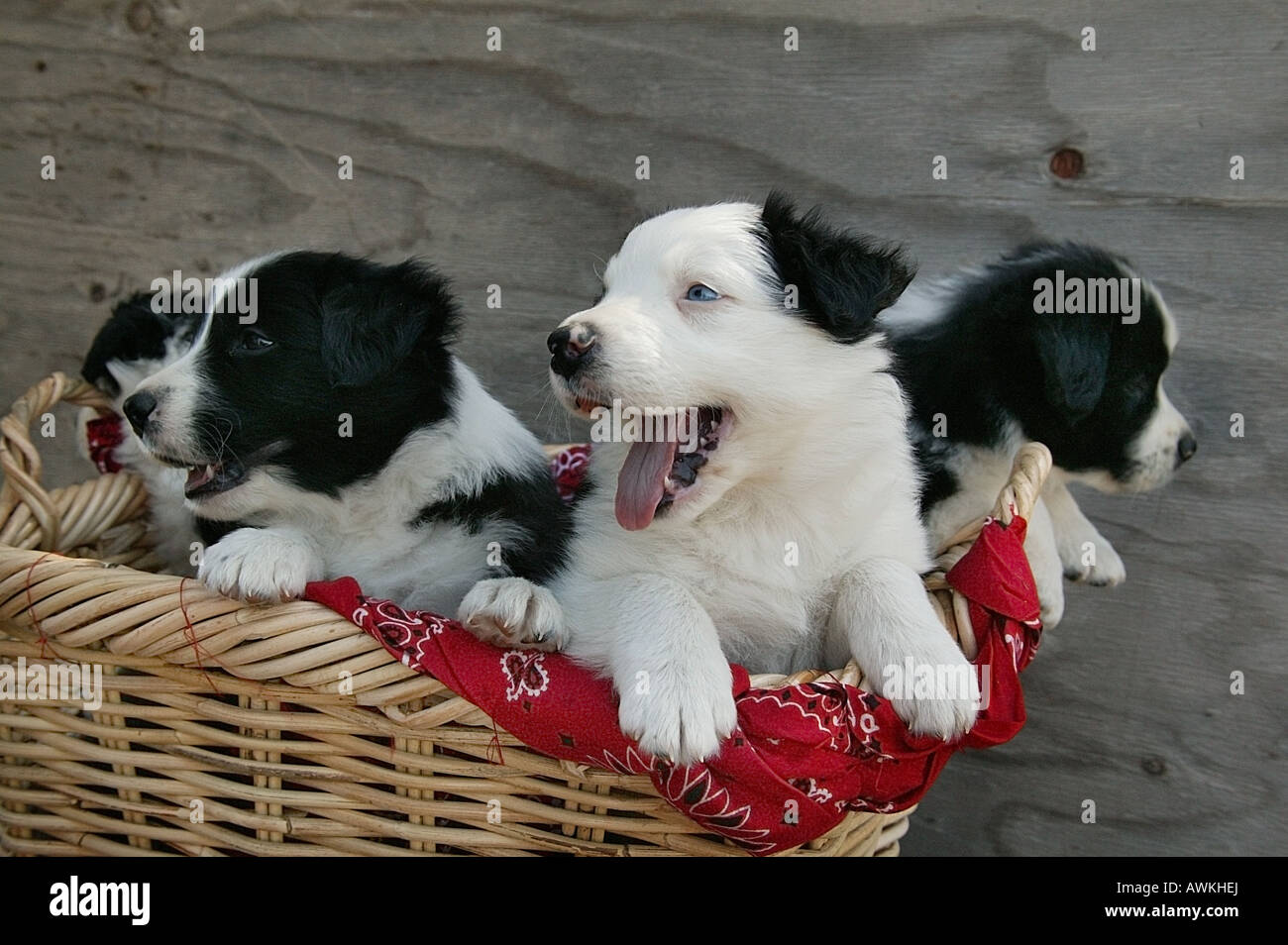 Border collie hotsell puppies trading post