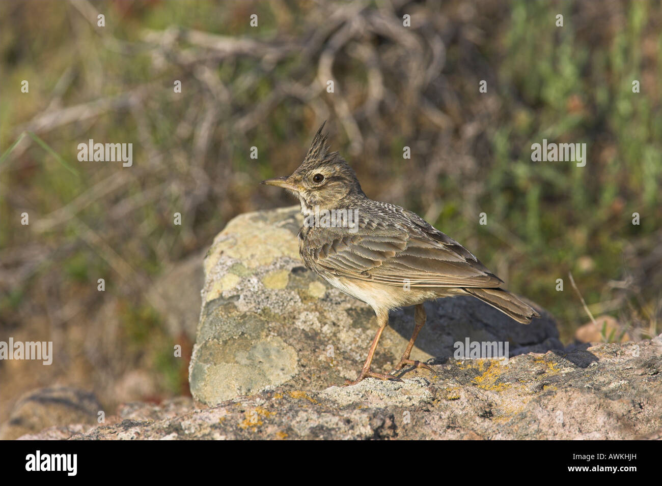 Crested Lark Galerida cristata perched on rocks near nest site in Lesvos, Greece in April. Stock Photo