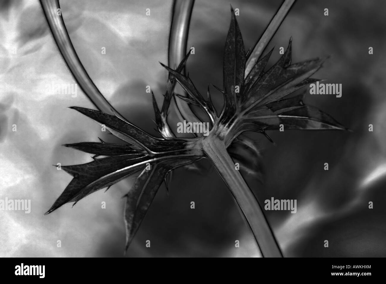 Sea Holly (bourgatii picos) in black and white.  Saturation channel of photo Stock Photo